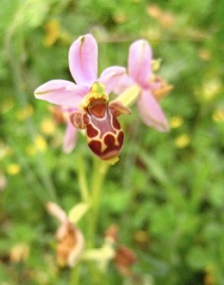 Ophrys scolopax clearly showing a "bee."