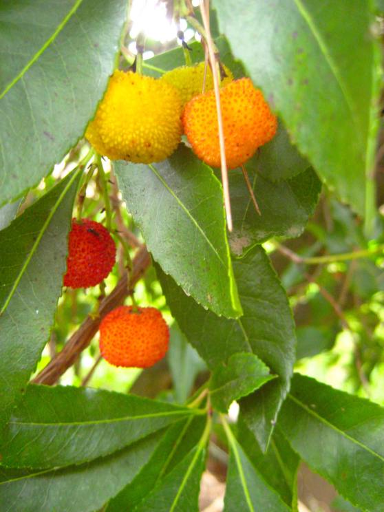 Arbutus fruits.JPG
